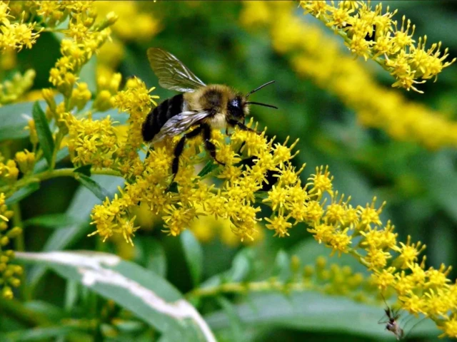 A bee gathers nectar from clusters of bright yellow flowers amid green foliage.