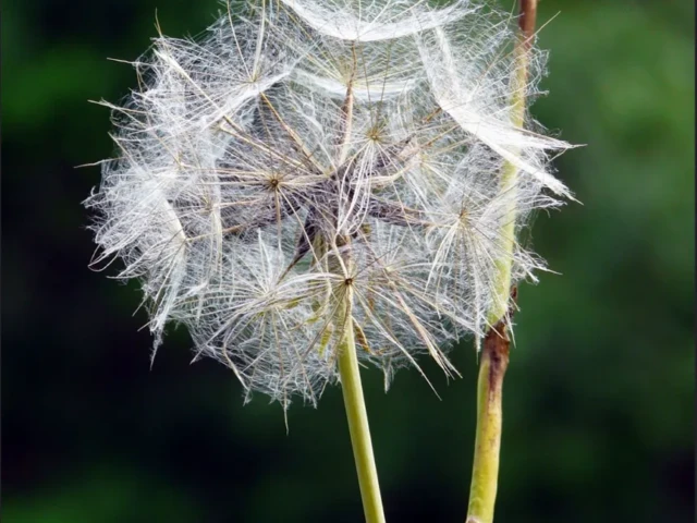 A close-up of a fluffy white seed head on a slender green stem against a blurred green background.