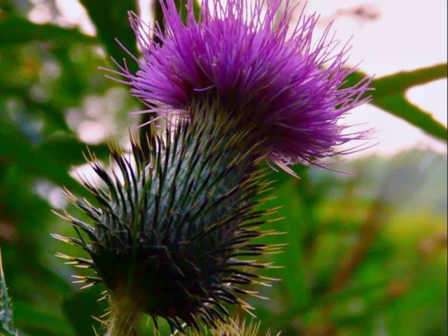 A purple thistle flower with spiky green seed heads growing among leaves.