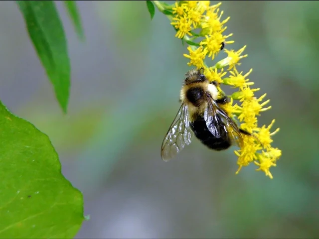 A bee gathers pollen from a cluster of yellow flowers beside a large green leaf.