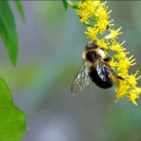A bee gathers pollen from a cluster of yellow flowers beside a large green leaf.