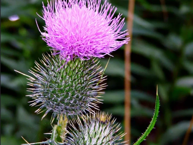 A pink thistle flower blooms above two spiky green seed heads among foliage.