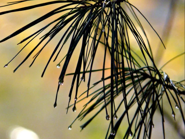 Close-up of pine needles and small water droplets against a softly blurred golden background.