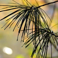 Close-up of pine needles and small water droplets against a softly blurred golden background.