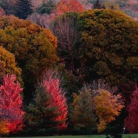 A hillside covered in autumn trees with vibrant red, orange, and yellow foliage.