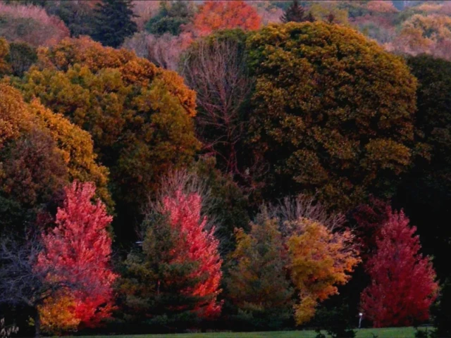 A hillside covered in autumn trees with vibrant red, orange, and yellow foliage.