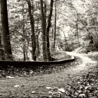 A leaf-covered path curves through a wooded area beside a low stone wall.