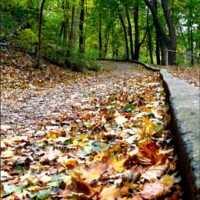 A forest path covered in fallen autumn leaves curves beside a narrow concrete edge.