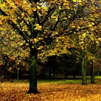 Golden autumn leaves cover the ground beneath a large tree in a sunlit park.