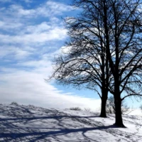 Two leafless trees cast long shadows across a snowy field beneath a partly cloudy blue sky.