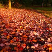 A park path is blanketed with colorful autumn leaves beneath trees.