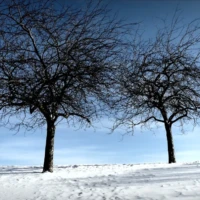 Two leafless trees stand in a snowy field beneath a pale blue sky.