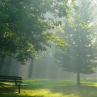 Sunlight filters through leafy trees onto a park bench in a misty green park.