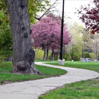 A winding concrete path curves through a green park with flowering trees and a bench.