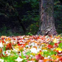 A large tree stands in a forest clearing carpeted with colorful fallen leaves.
