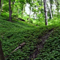 A narrow dirt path winds through a lush green forest beneath tall trees.