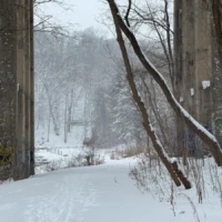 A snow-covered path winds through bare trees in a quiet winter forest.