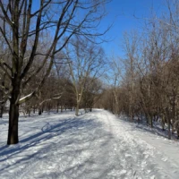 A snow-covered path winds through leafless trees beneath a clear blue sky.
