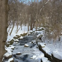 A snow-covered creek winds through a leafless woodland, with rocks lining its banks.