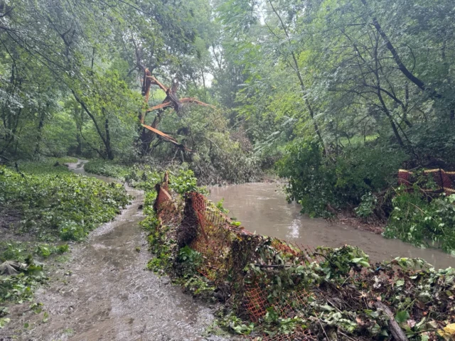 A muddy path winds through a lush, rain-soaked forest beside a shallow stream.