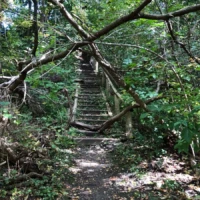 A narrow wooden staircase climbs through dense green forest beneath low, tangled branches.