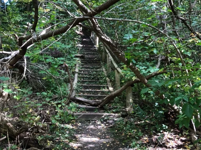 A narrow wooden staircase climbs through dense green forest beneath low, tangled branches.
