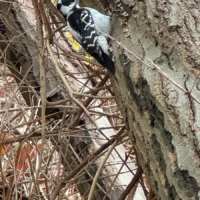 A black-and-white woodpecker clings to a tree trunk amid tangled branches.