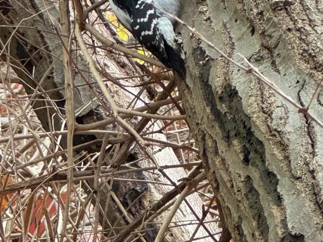 A black-and-white woodpecker clings to a tree trunk amid tangled branches.