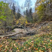 A fallen tree lies across a leaf-covered forest floor among autumn trees.