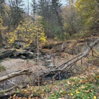 A rocky forest creek bed with fallen branches and autumn leaves beneath sparse trees.