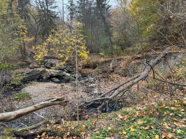 A rocky forest creek bed with fallen branches and autumn leaves beneath sparse trees.