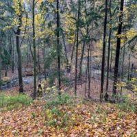 A wooded hillside covered with fallen autumn leaves, with a small stream winding through the trees.