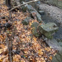 A small rocky stream winds through a forest floor covered in autumn leaves.