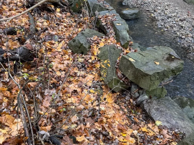 A small rocky stream winds through a forest floor covered in autumn leaves.