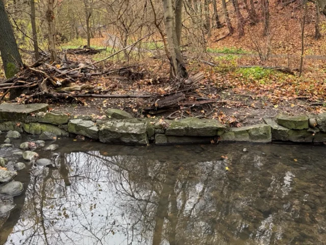 A quiet woodland stream reflects bare trees beside a leaf-covered bank and stone ledge.