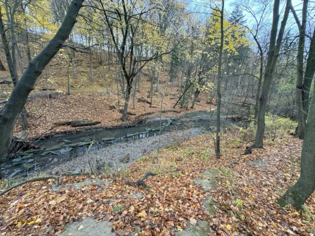 A leaf-covered woodland with bare trees surrounding a narrow stream.