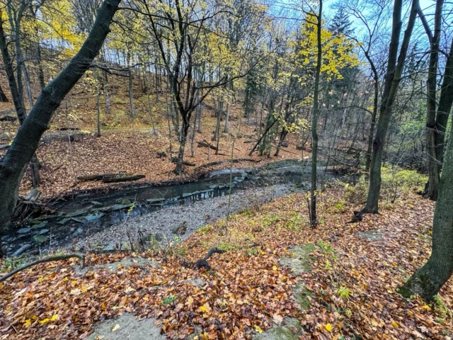 A shallow stream winds through a leaf-covered forest with bare trees and scattered yellow foliage.