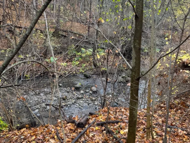 A shallow creek winds through a leaf-covered woodland with bare trees and scattered rocks.