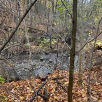A shallow creek winds through a leaf-covered woodland with bare trees and scattered rocks.