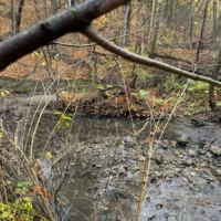 A shallow creek winds through a wooded area beneath fallen branches.