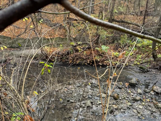 A shallow creek winds through a wooded area beneath fallen branches.