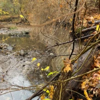 A shallow creek winds through an autumn woodland, with fallen branches and yellow leaves along its banks.