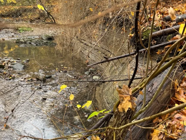 A shallow creek winds through an autumn woodland, with fallen branches and yellow leaves along its banks.