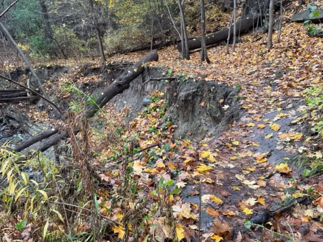 A leaf-covered woodland path winds through trees beside a small rocky stream.