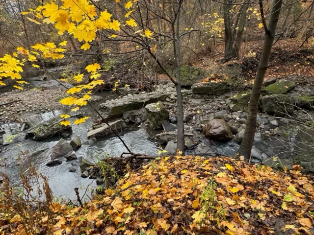 A rocky creek winds through an autumn forest beneath yellow leaves and fallen foliage.