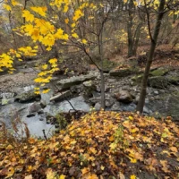 A rocky creek winds through an autumn forest beneath yellow leaves and fallen foliage.
