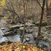 A rocky stream winds through a wooded area covered in yellow autumn leaves.