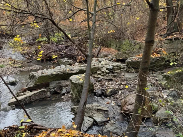 A rocky stream winds through a wooded area covered in yellow autumn leaves.
