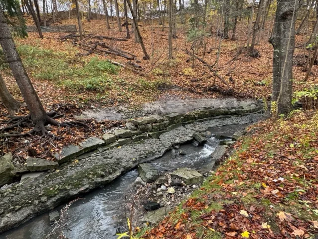 A narrow creek winds through an autumn woodland with fallen leaves and bare trees.