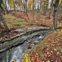 A narrow creek winds through an autumn woodland with fallen leaves and bare trees.